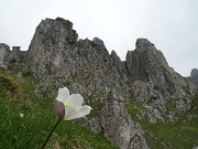 28 Anemone alpino (Pulasatilla alpina)
